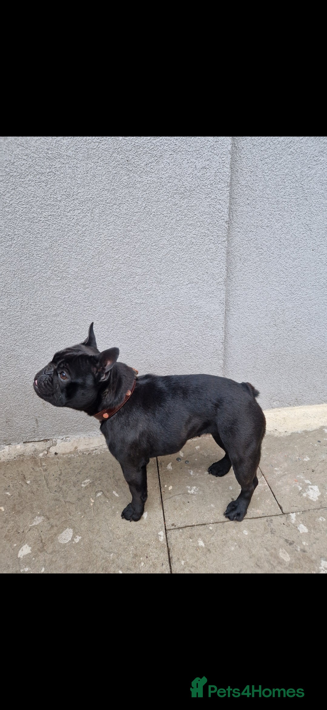 French Bulldog dogs for sale: Beautiful example of a French Bulldog - Advert 6