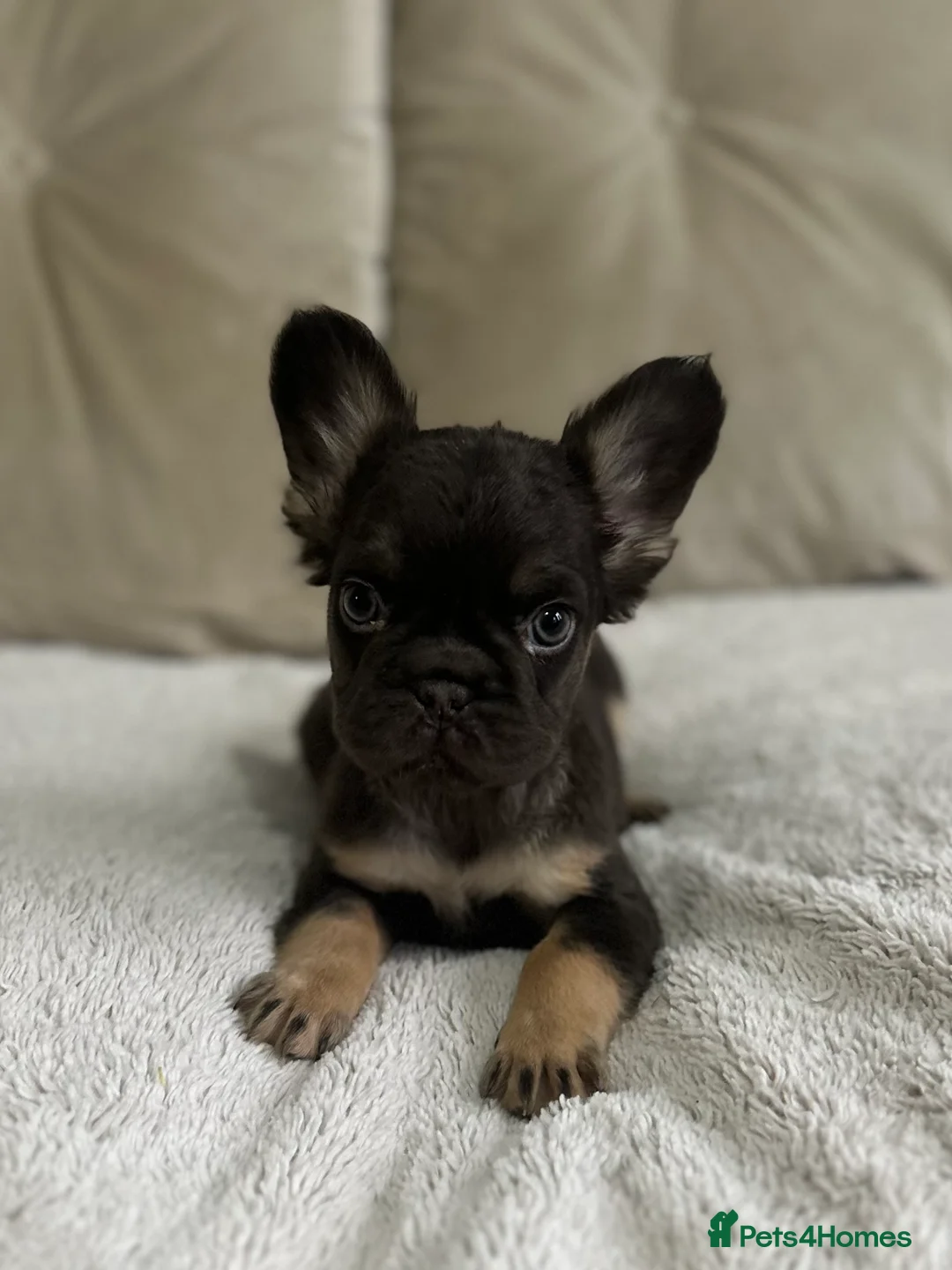 French Bulldog dogs for sale: *Full Fluffy KC Reg. Frenchie puppies* - Advert 5