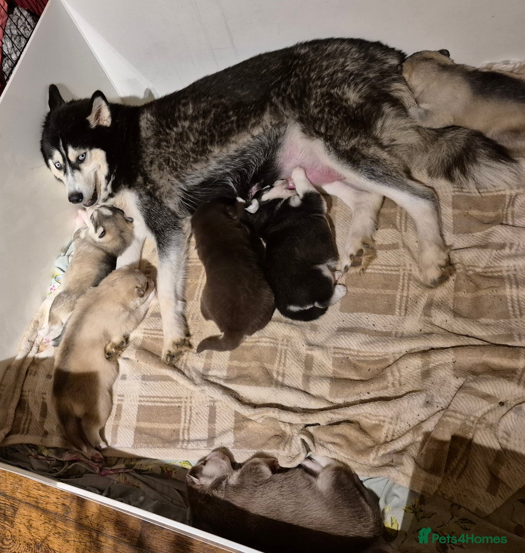 Siberian Husky dogs for sale: Beautiful Siberian Huskies  - Advert 3