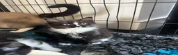 Mixed Breed cats for sale: Ragdoll X kittens  - Advert 11