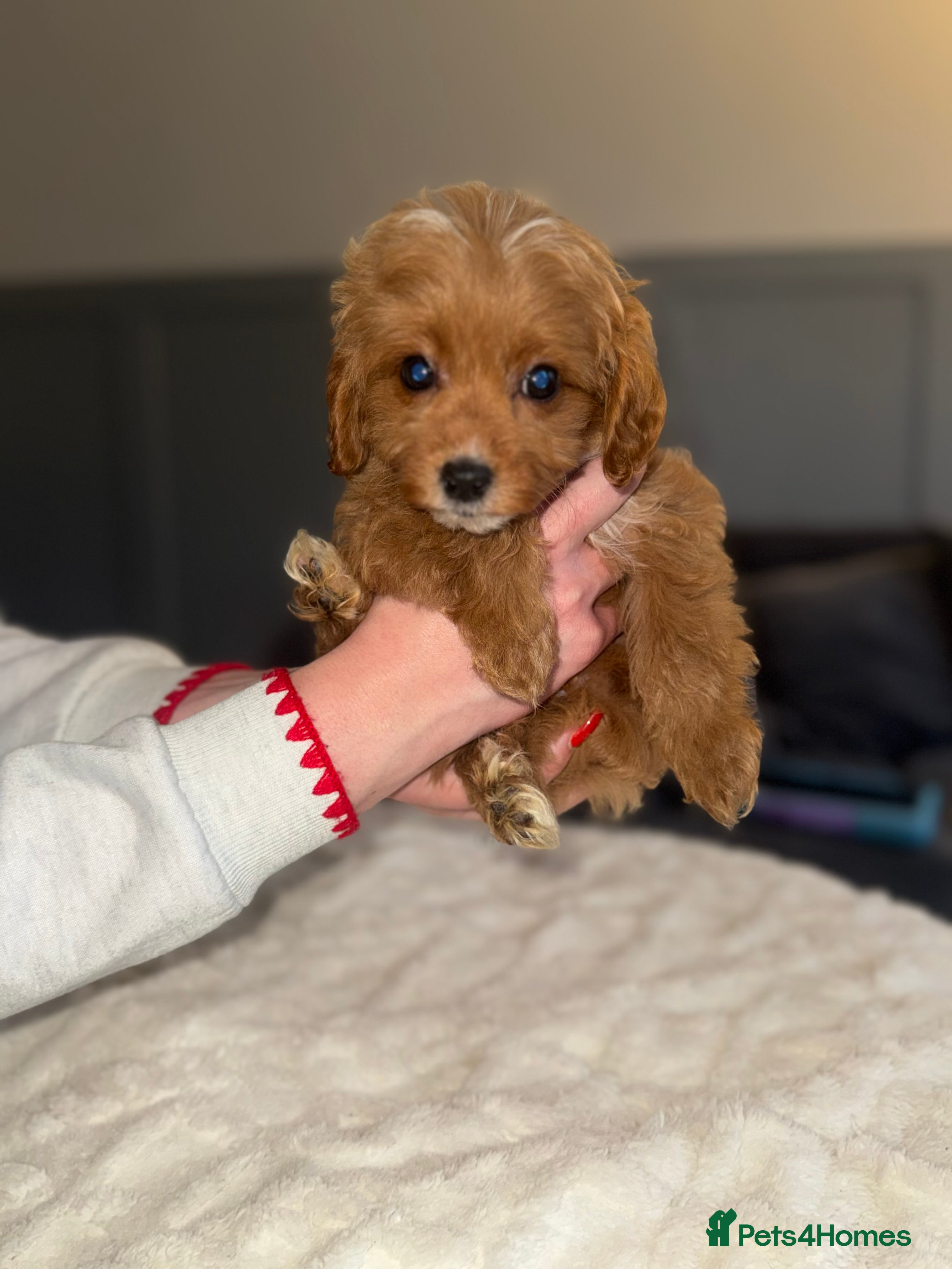Cavapoo dogs Last remaining 2 boys💙 - Advert 6