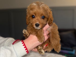 Cavapoo dogs Last remaining 2 boys💙 - Advert 12