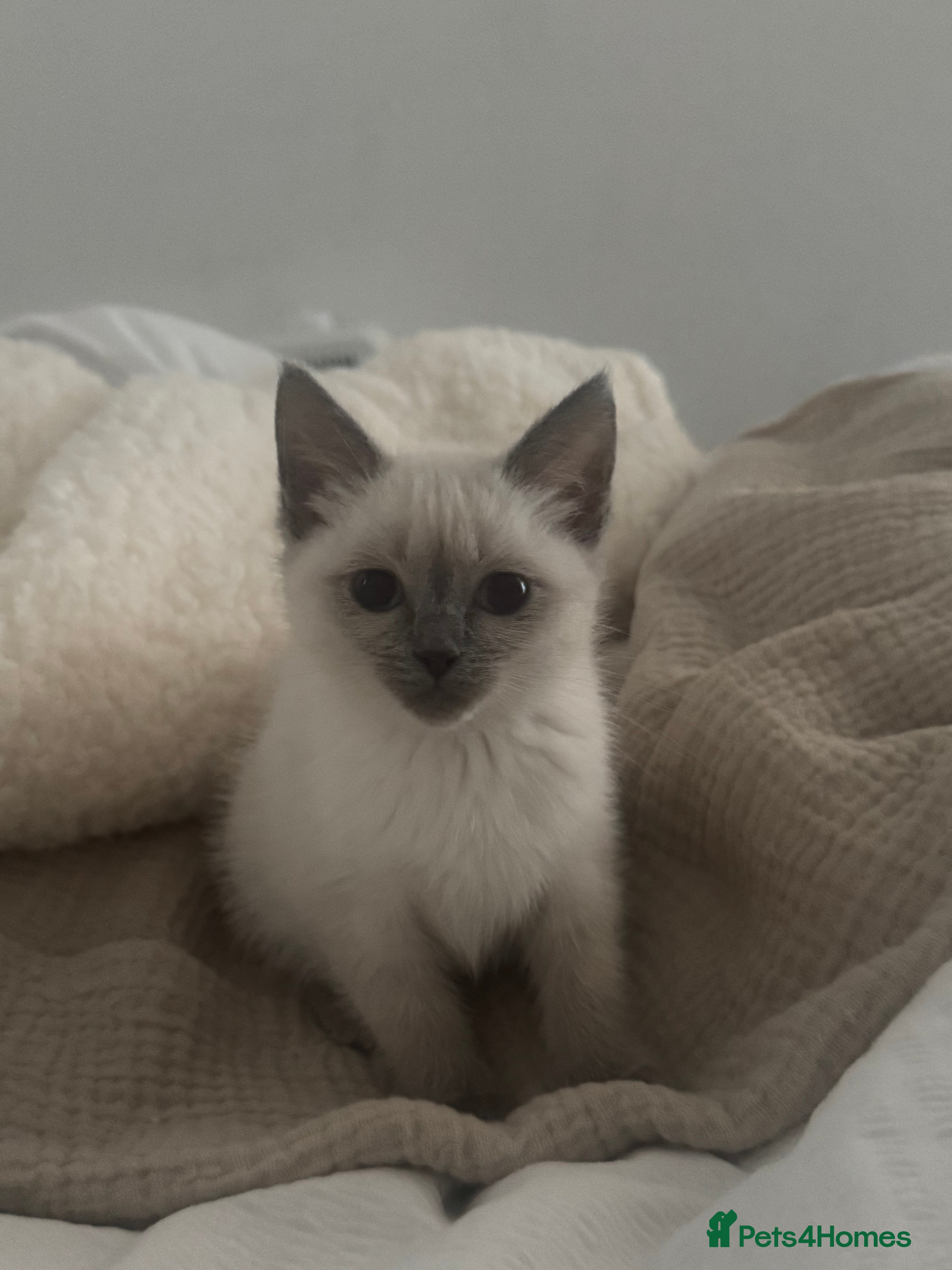 Ragdoll cats Ragdoll mix  - Advert 3