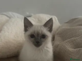 Ragdoll cats Ragdoll mix - Advert 3