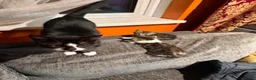 Mixed Breed cats for sale: 2 little boys looking for new loving home - Advert 1