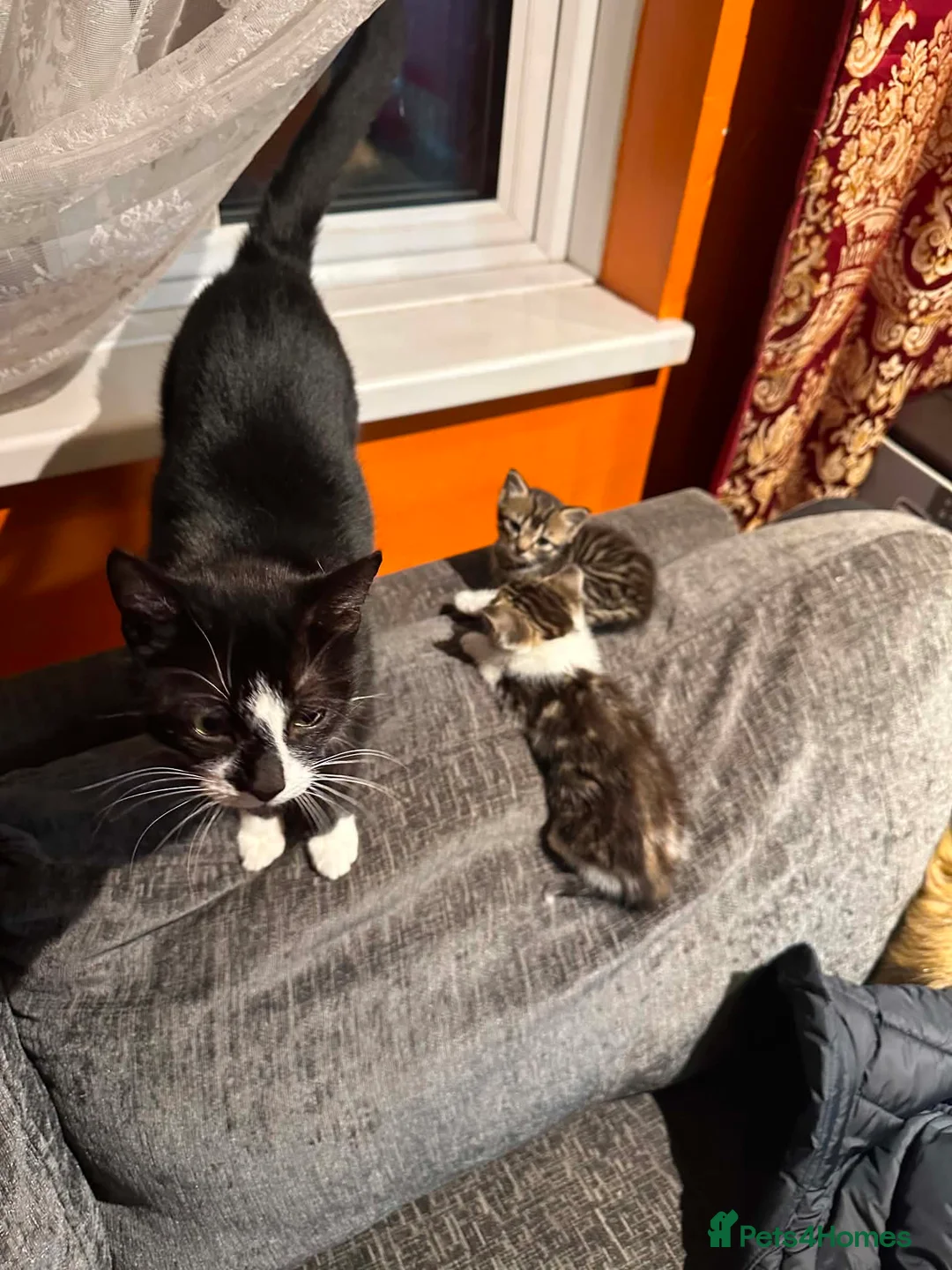 Mixed Breed cats for sale: 2 little boys looking for new loving home - Advert 1