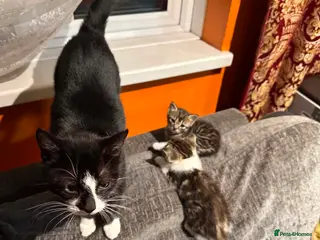Mixed Breed cats 2 little boys looking for new loving home - Advert 18