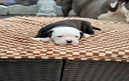 Old Tyme Bulldog dogs for sale: Old Tyme Bulldog Puppies - Both Parents Our Pets - Image 3
