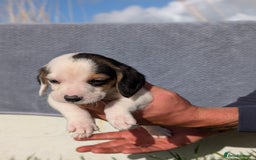 Beagle dogs for sale: 2 Gorgeous beagle puppies left - Image 6