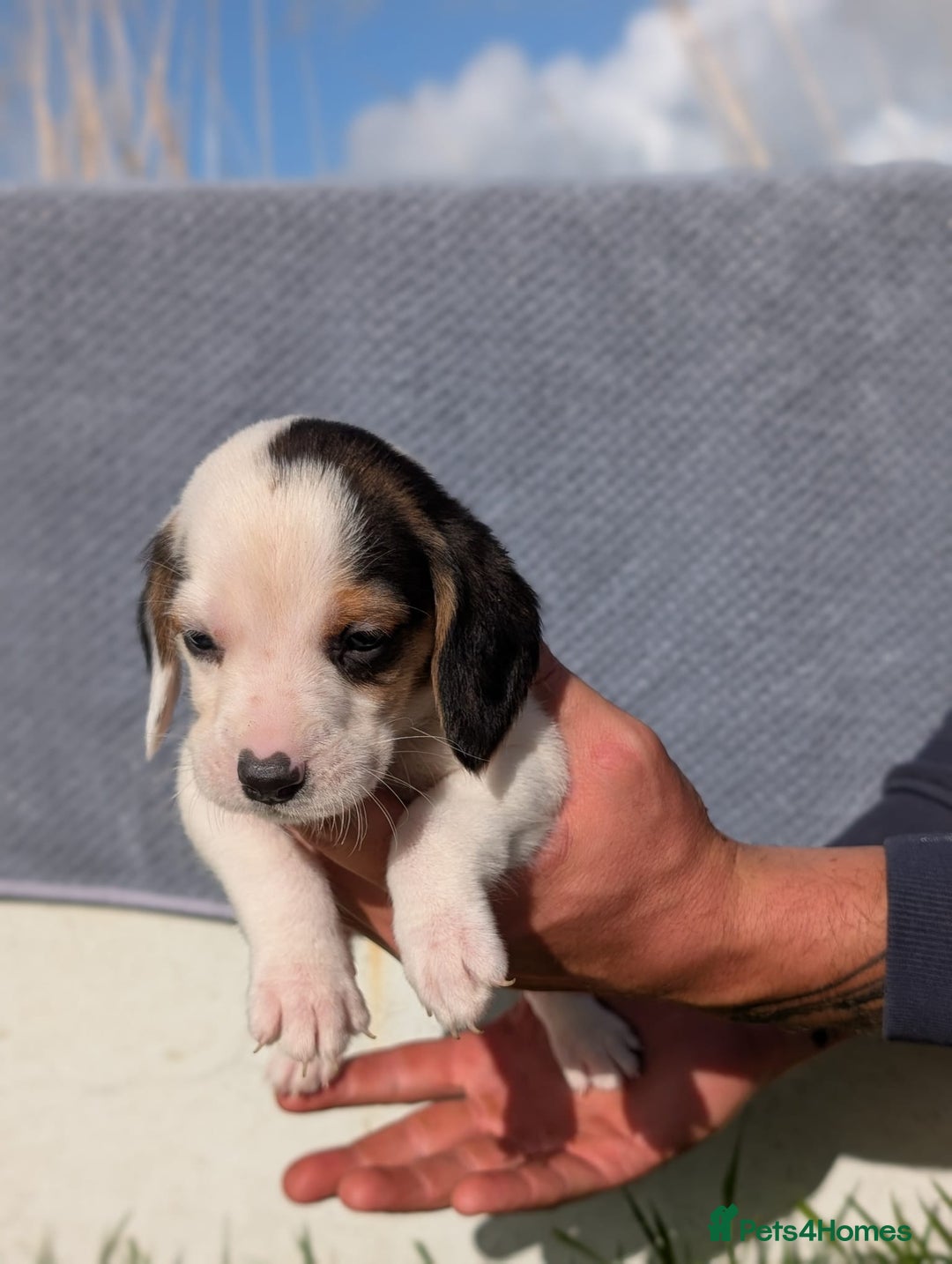 Beagle dogs for sale: 2 Gorgeous beagle puppies left - Image 6
