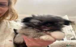 Pekingese dogs for sale: Top Quality Pekingese puppies  in Rugby - Image 17