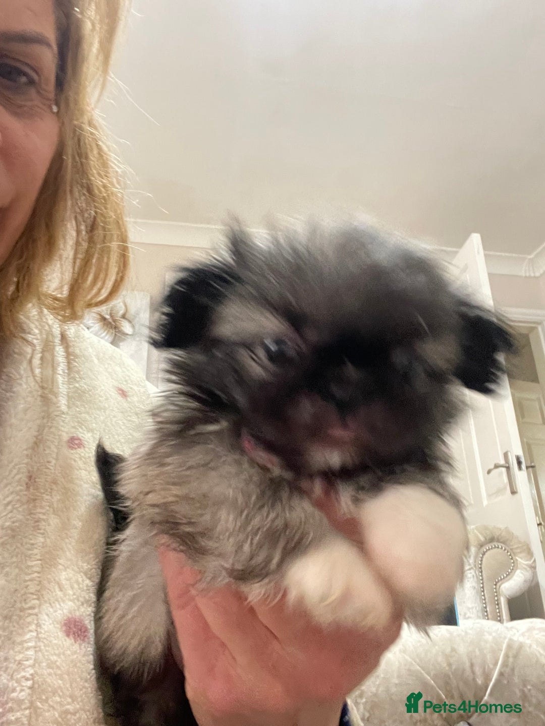 Pekingese dogs for sale: Top Quality Pekingese puppies  in Rugby - Image 17