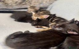Mixed Breed cats for sale: Last 2 beautiful black marked kittens READY NOW - Image 8