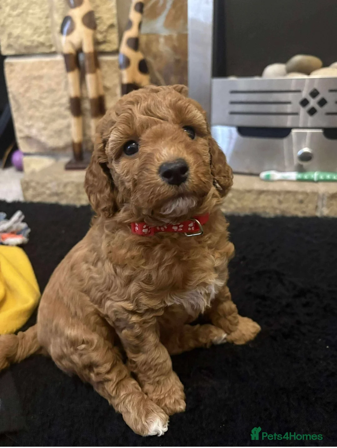 Cockapoo dogs for sale: 🐾 Cockapoo Puppies Looking for Forever Homes - Advert 2