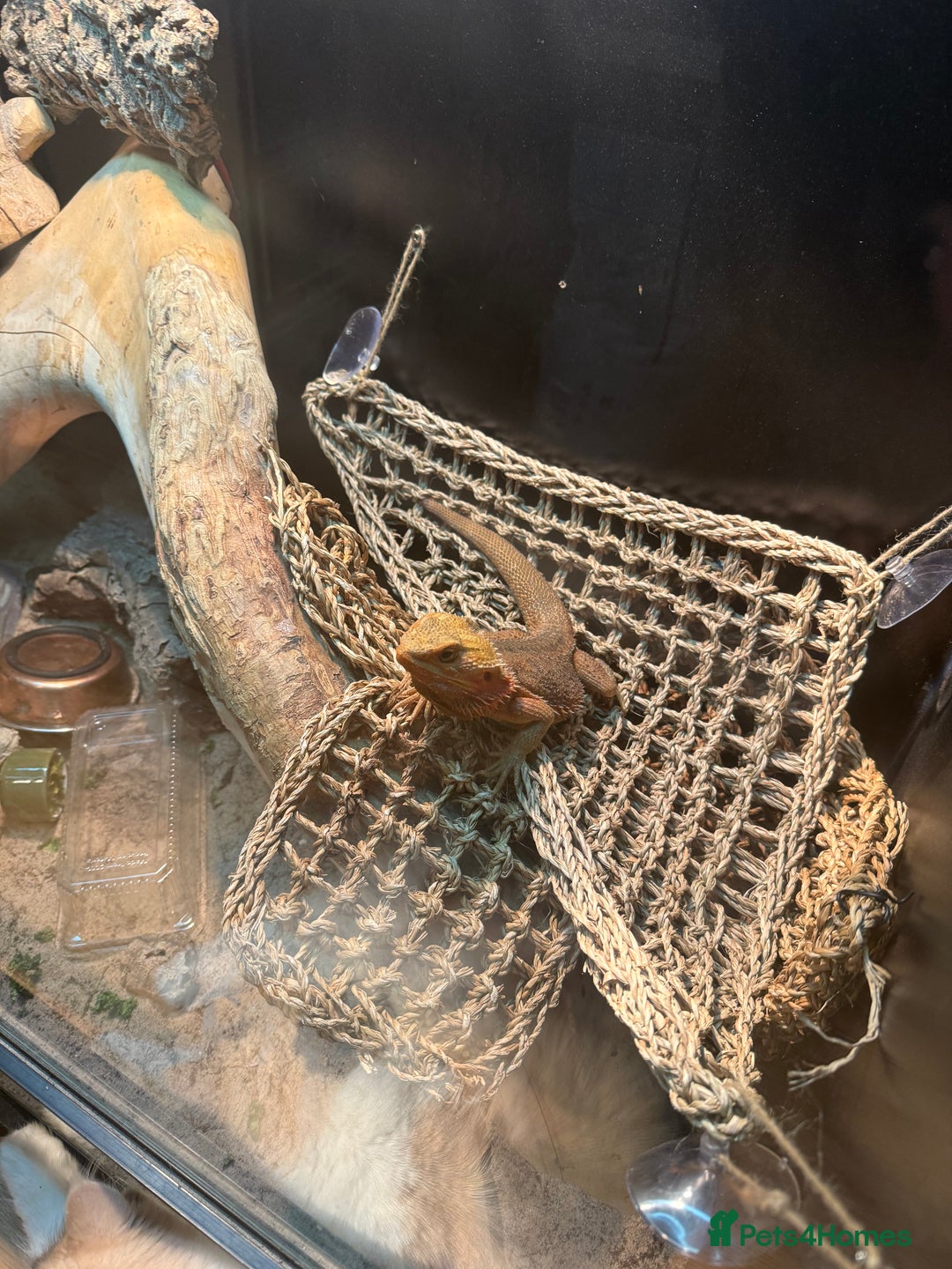 Bearded Dragon reptiles for sale: Bearded dragon & tank  - Advert 5