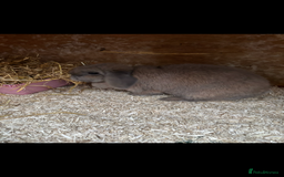 Lionhead rabbits for sale: 2  lionhead male rabbits / 1 lop girl - Image 11
