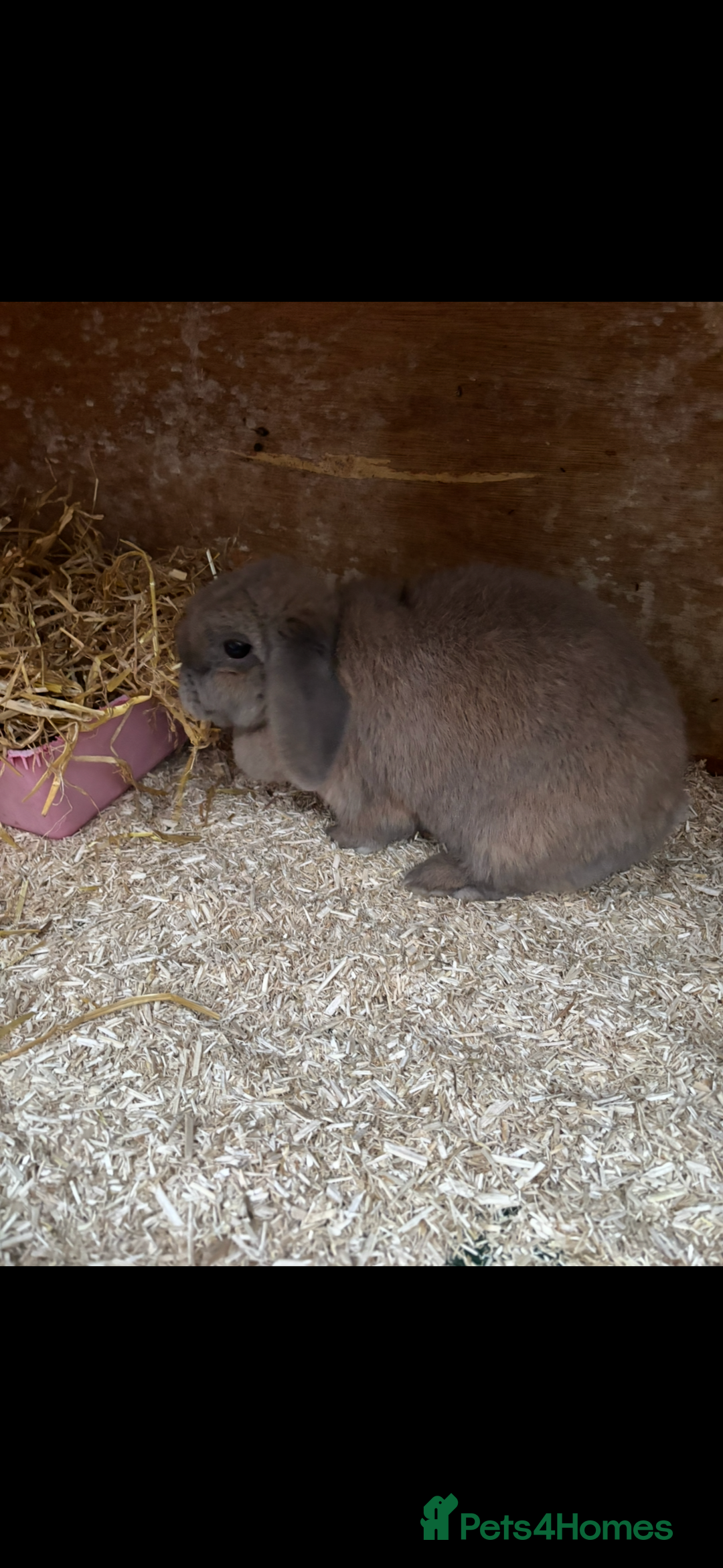 Lionhead rabbits for sale: 2  lionhead male rabbits / 1 lop girl - Image 11