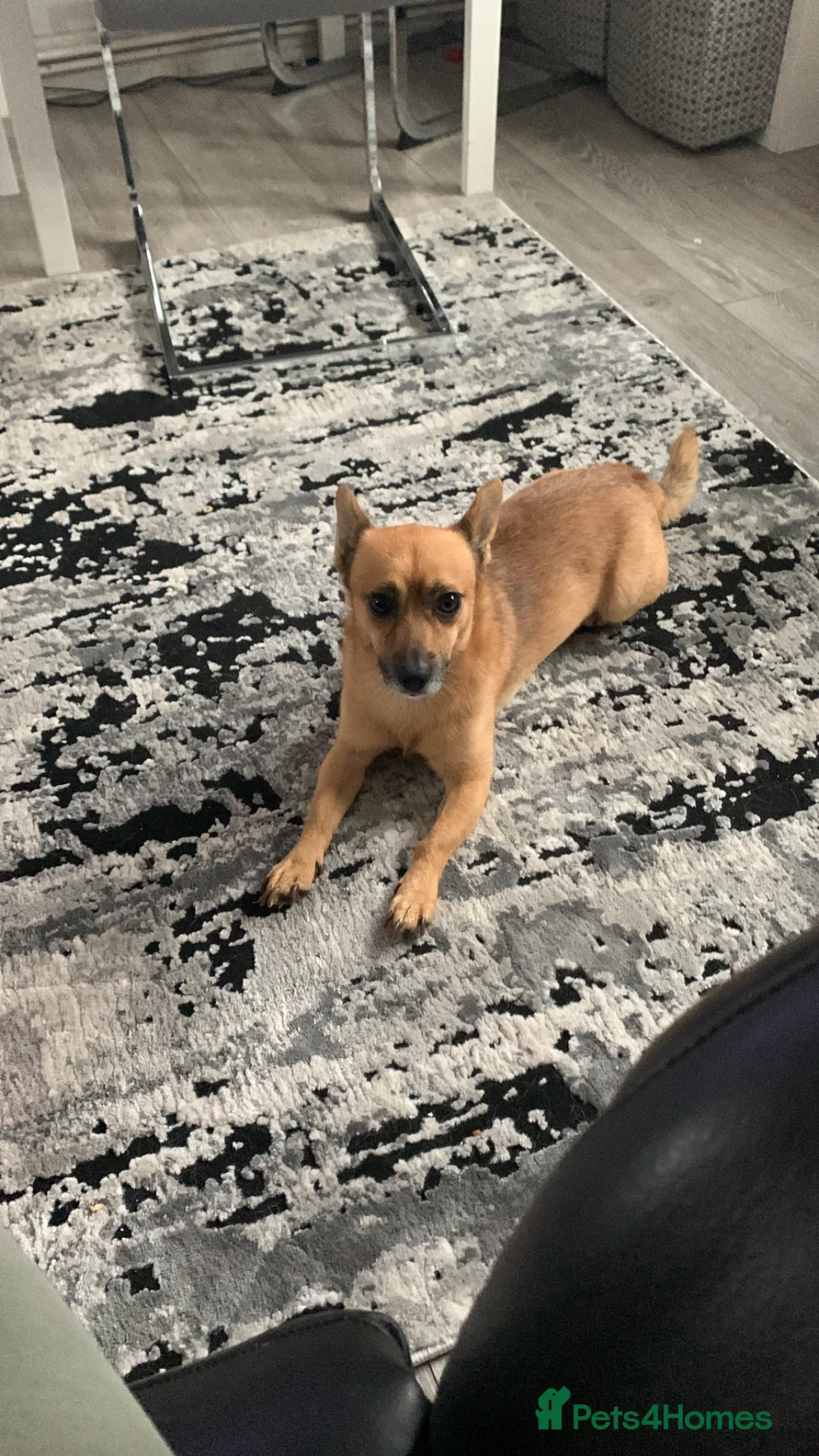 Mixed Breed dogs for sale: Pomeranian Jack Russell looking for a home £100 in London - Advert 3