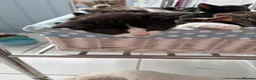 Mixed Breed cats for sale: Beautiful kittens  - Advert 10