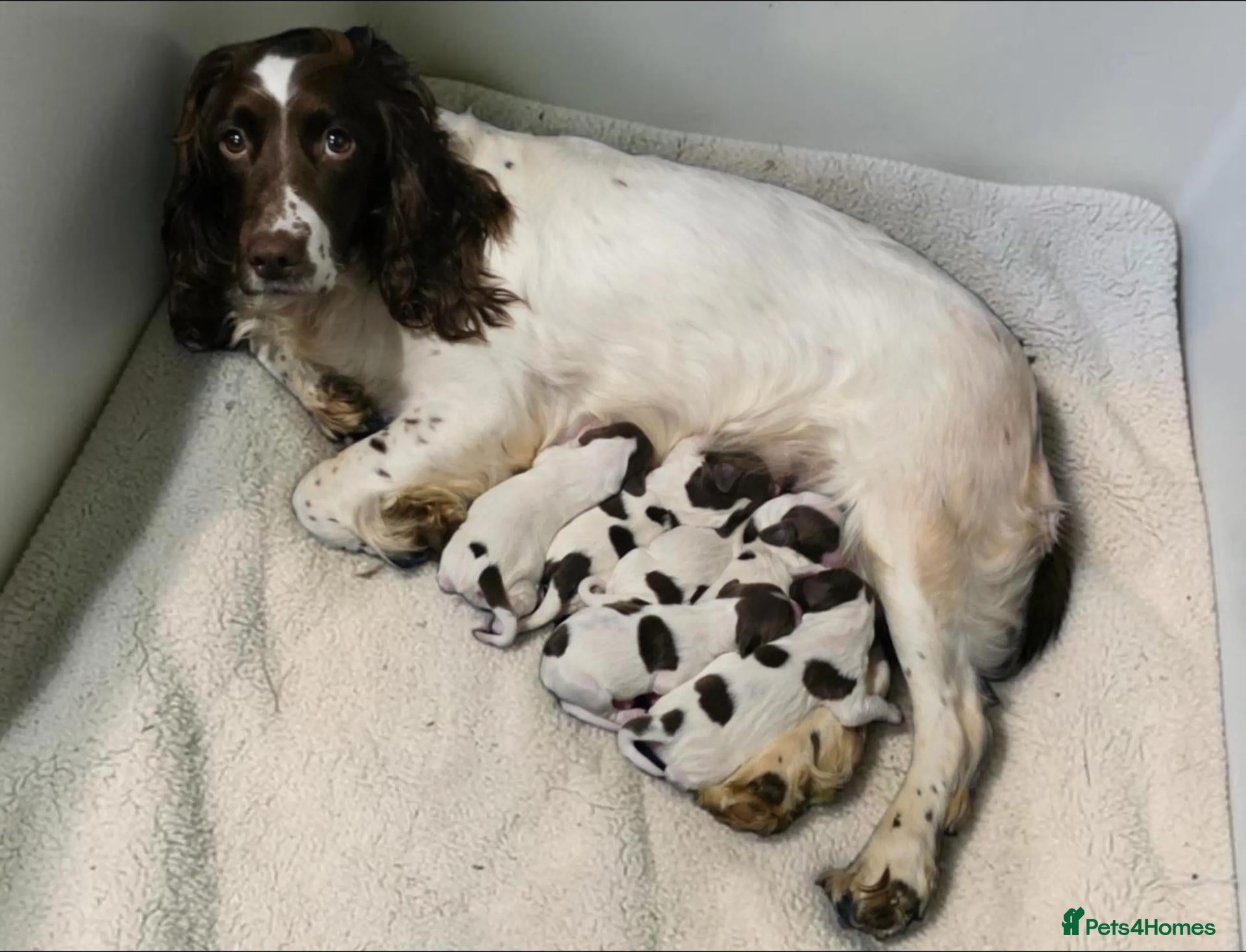 English Springer Spaniel dogs English springer spaniel puppies - Advert 1