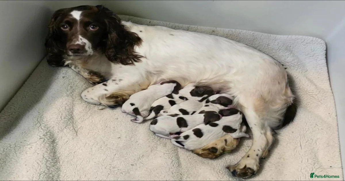 Springer spaniel Puppies for sale | Pets4Homes