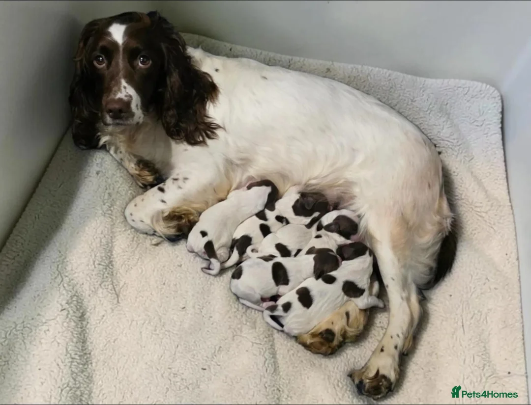 English Springer Spaniel dogs for sale: English springer spaniel puppies - Advert 1