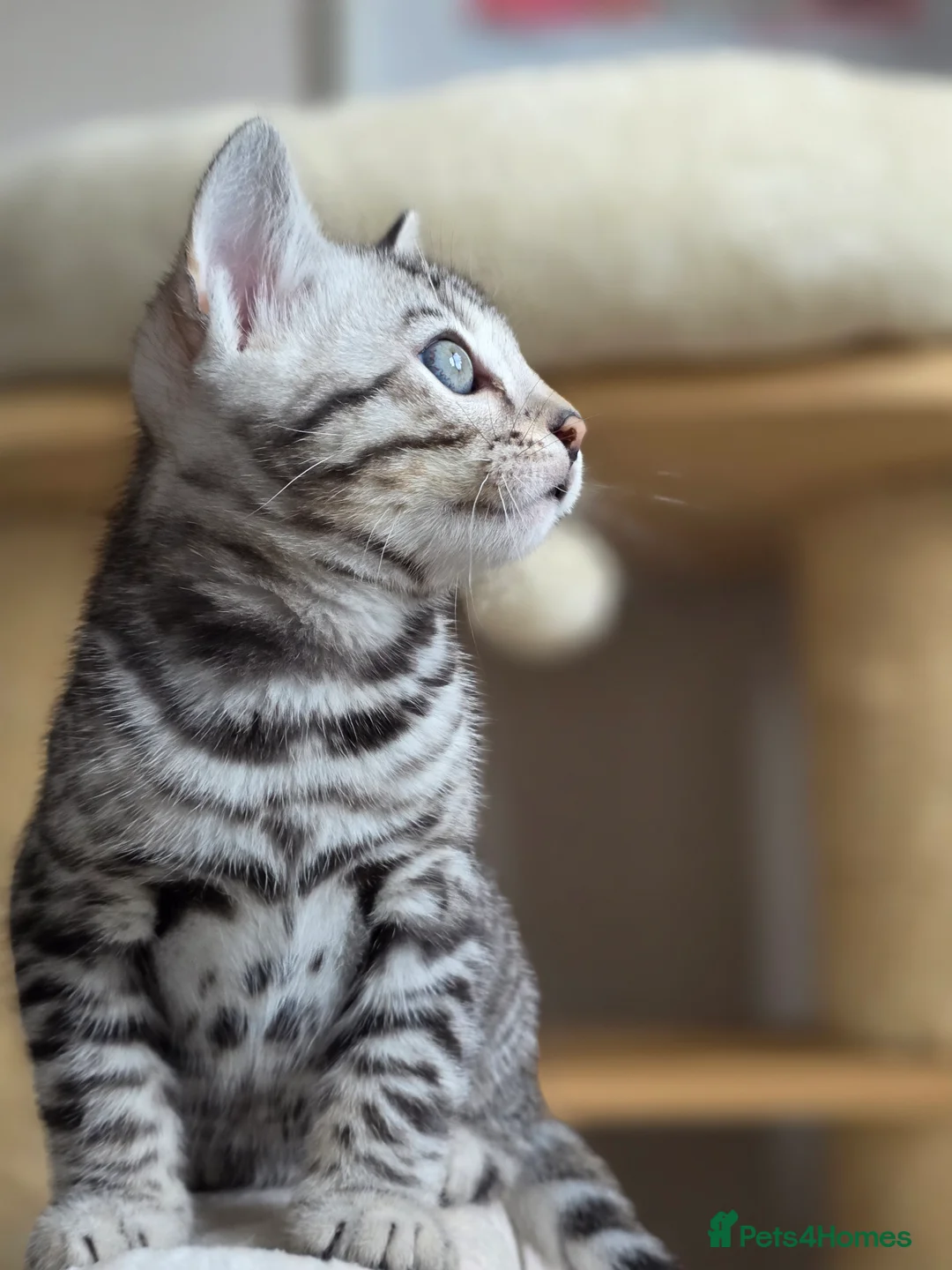 Bengal cats for sale: Gorgeous Rosetted Bengal Kittens  in Congleton - Advert 17