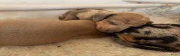 Dachshund dogs for sale: Standard Dachshund Puppies in Eye - Advert 31