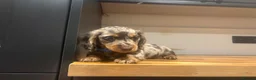 Miniature Dachshund dogs for sale: Miniature long-haired Dachshund Pups  - Advert 3