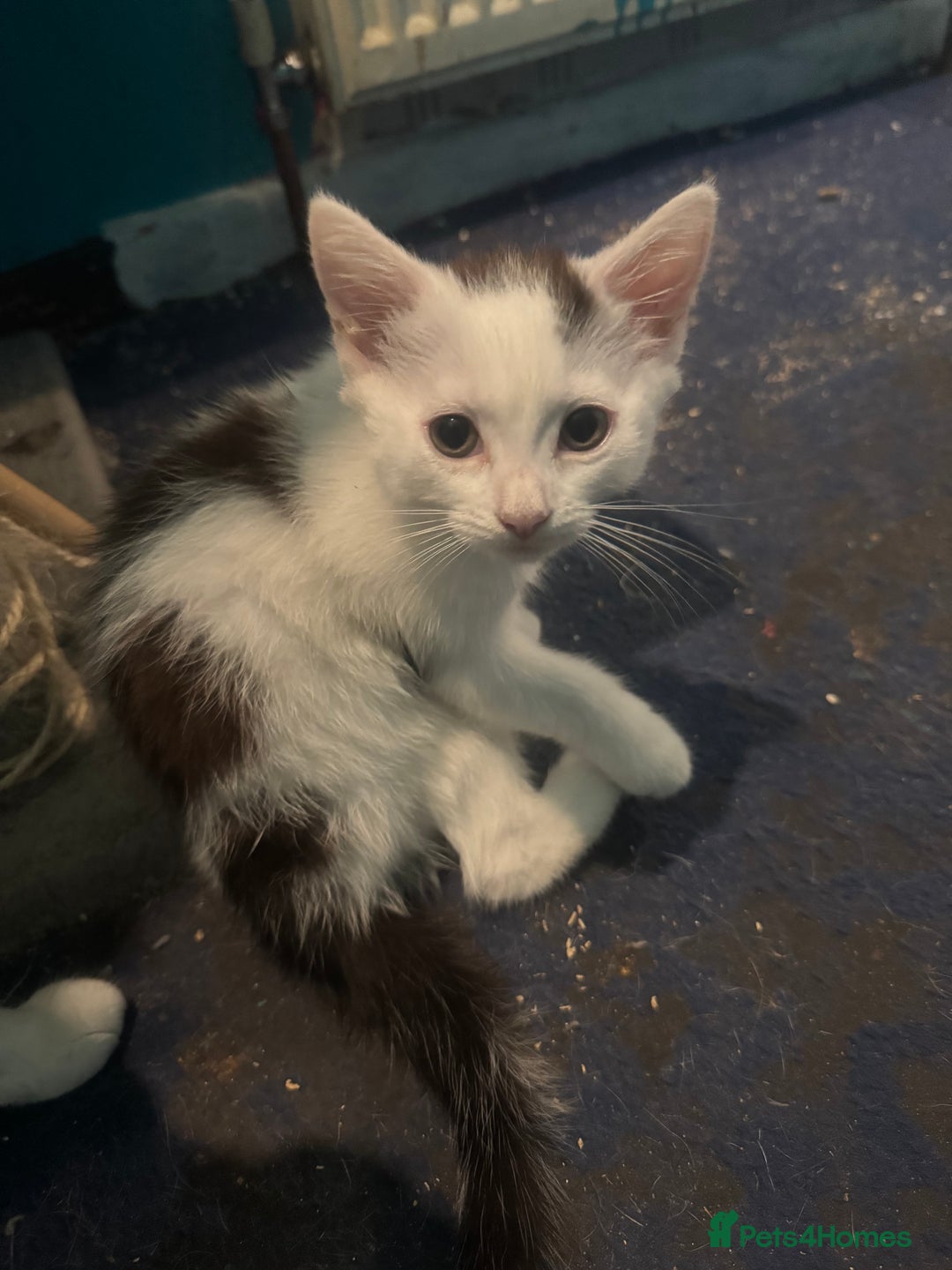 Mixed Breed cats for sale: Girl kitten  - Image 4