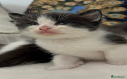 Domestic Shorthair cats for sale: Beautiful 5 tuxedo kittens available for new home. - Image 13