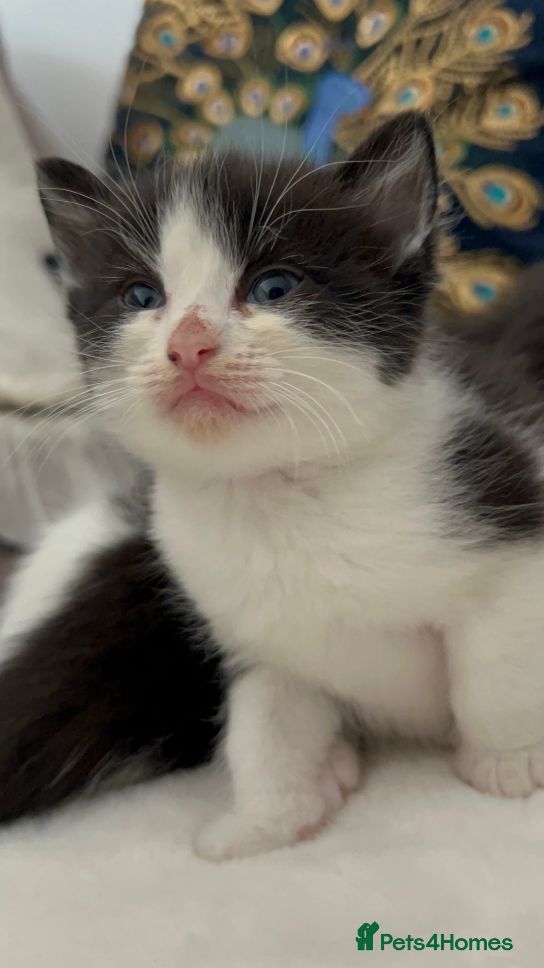 Domestic Shorthair cats for sale: Beautiful 5 tuxedo kittens available for new home. - Image 13