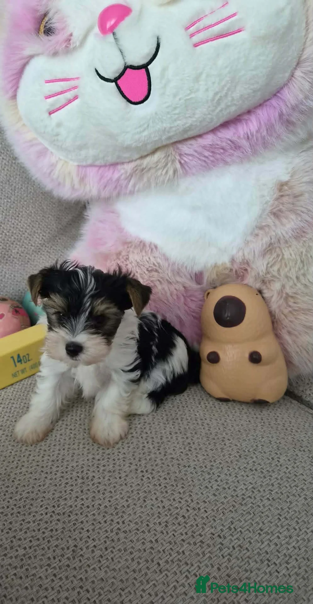 Biewer Terrier dogs for sale: Biewer Terrier in Luton - Advert 2