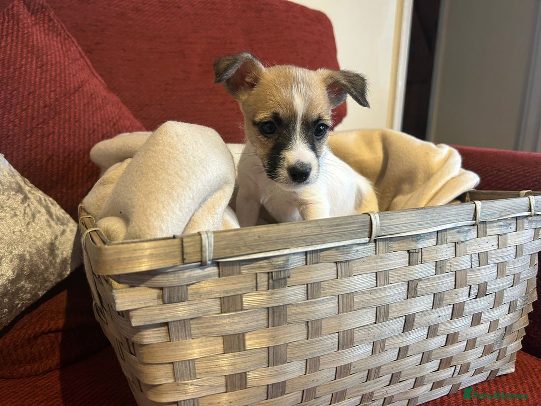 Jack Russell dogs for sale: Beautiful Jack Russel Puppies  - Image 5