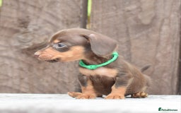 Miniature Dachshund dogs for sale: Miniature Dachshunds Chocolate and Tan Boys  - Image 3