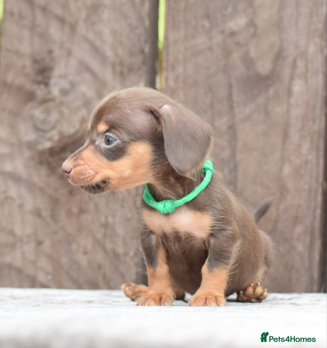 Miniature Dachshund dogs for sale: Miniature Dachshunds Chocolate and Tan Boys  - Image 3