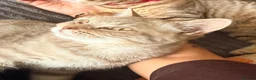 Mixed Breed cats for sale: Scottish Fold x BSH  - Advert 4