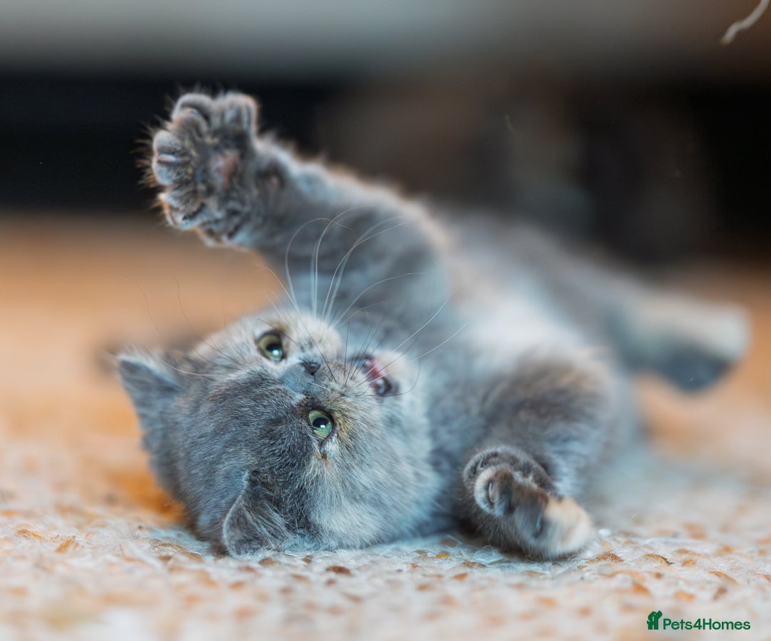 Exotic cats for sale: GCCF Registered - Advert 13