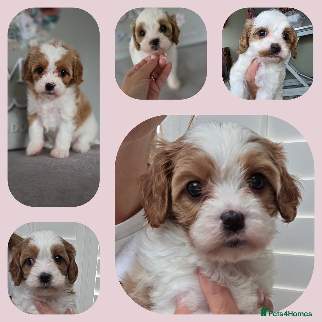Cavapoo dogs for sale: Blenhiem cavapoo puppies  - Image 7