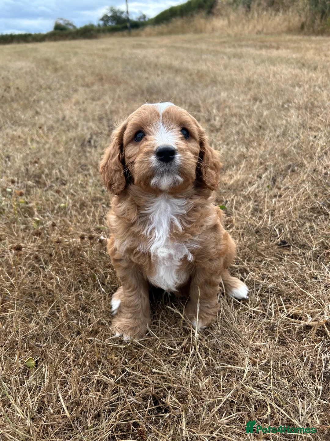 Cavapoochon dogs for sale: Outstanding Deep Red Male Cavapoochon  - Advert 3