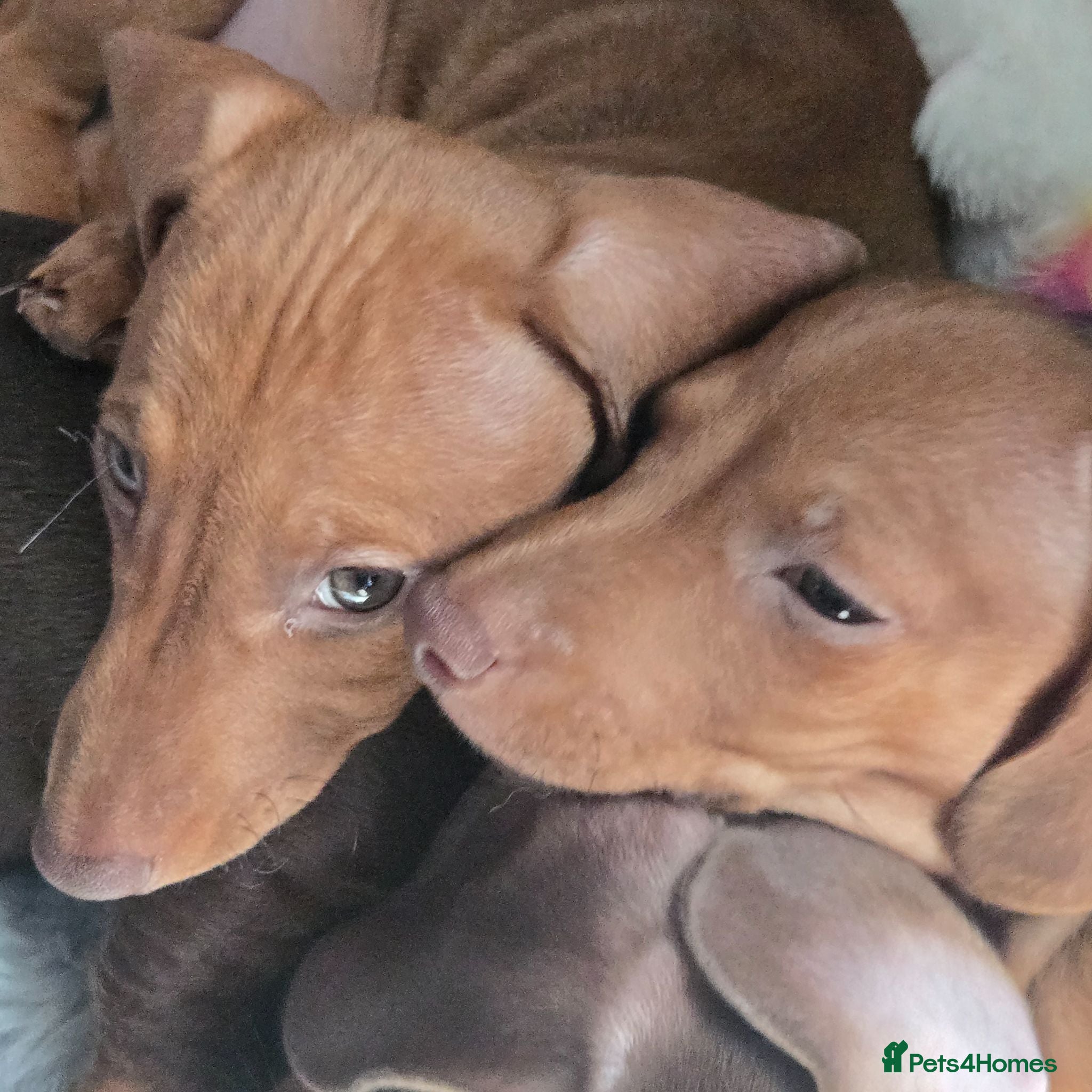 Dachshund dogs Dachshund  - Advert 1