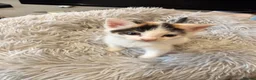 Mixed Breed cats for sale: 3 beautiful mixed girl kittens  in Stourport-on-Severn - Advert 7