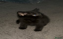 Mixed Breed cats for sale: Grey tabby & black kittens - Image 4