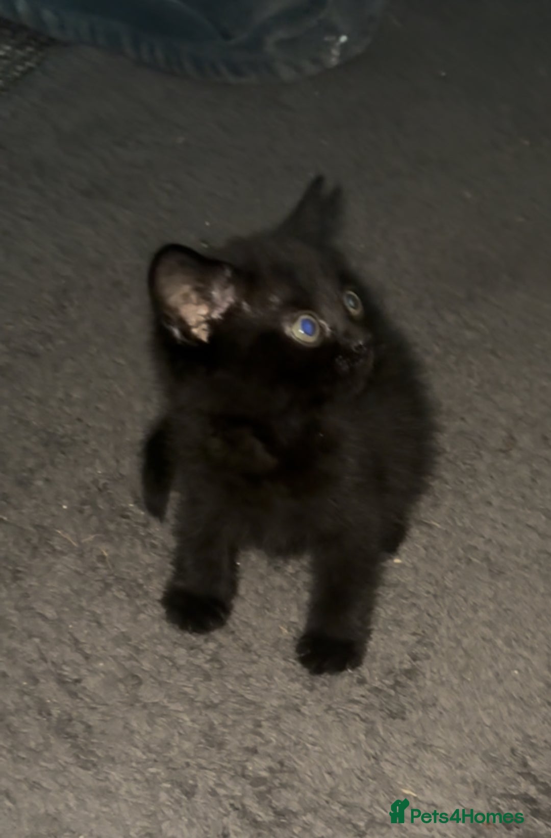 Mixed Breed cats for sale: Grey tabby & black kittens - Image 4
