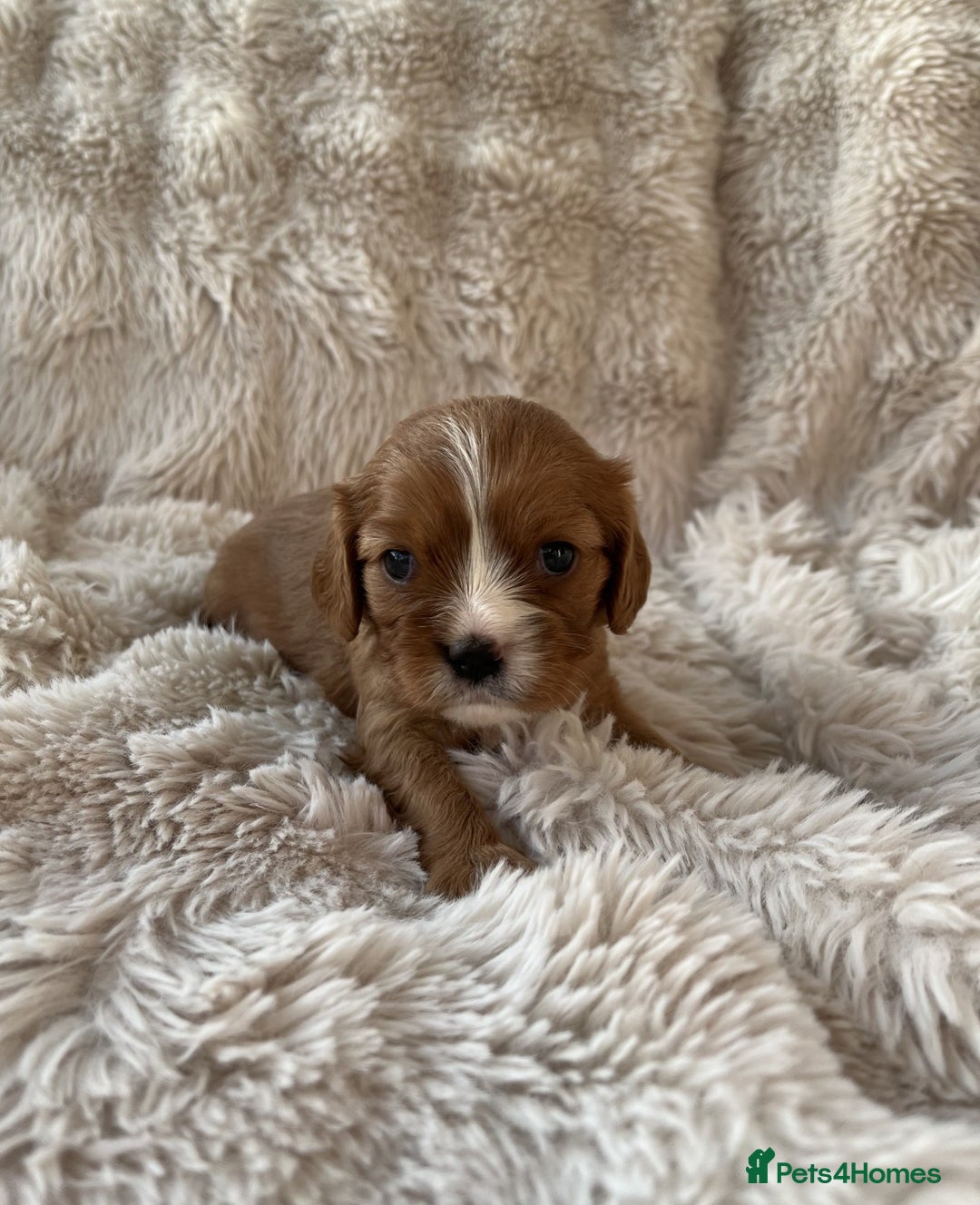 Cavalier King Charles Spaniel dogs for sale: Chocolate Carriers KC Vet Health Checked - Advert 3