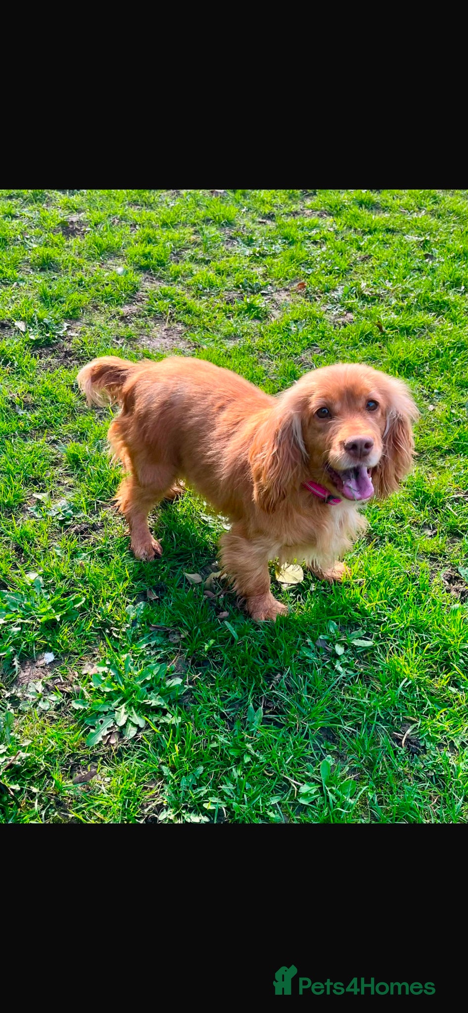 Cocker Spaniel dogs Beautiful working cocker spaniels  - Advert 2