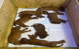 Dogue De Bordeaux dogs for sale: Dogue De Bordeaux Puppies - Image 4