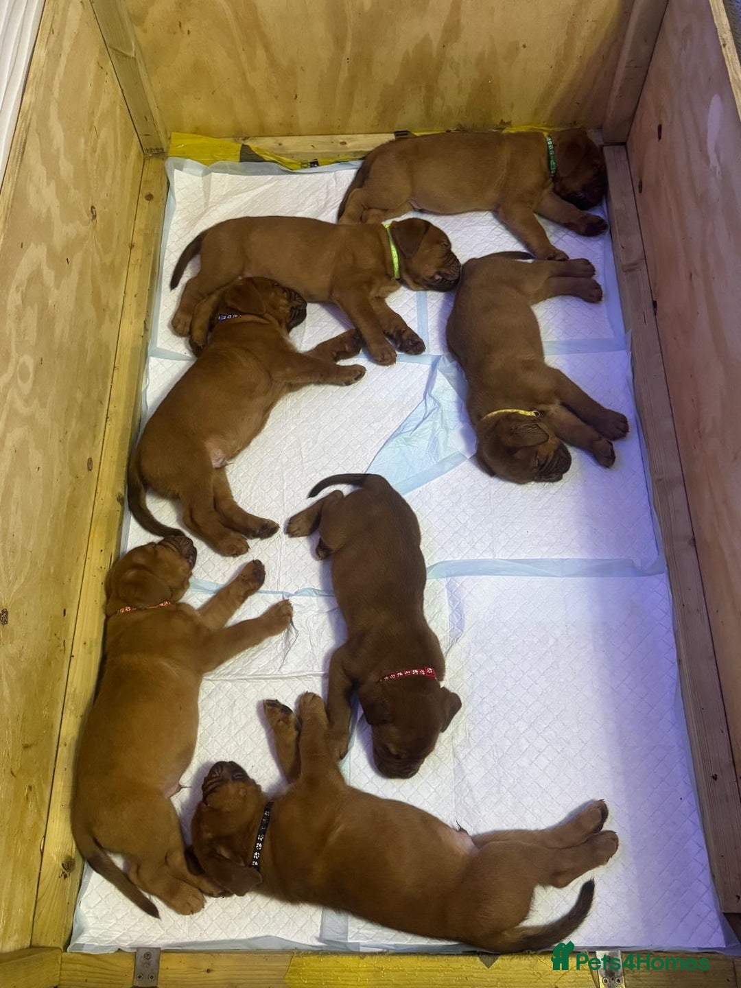 Dogue De Bordeaux dogs for sale: Dogue De Bordeaux Puppies - Image 4