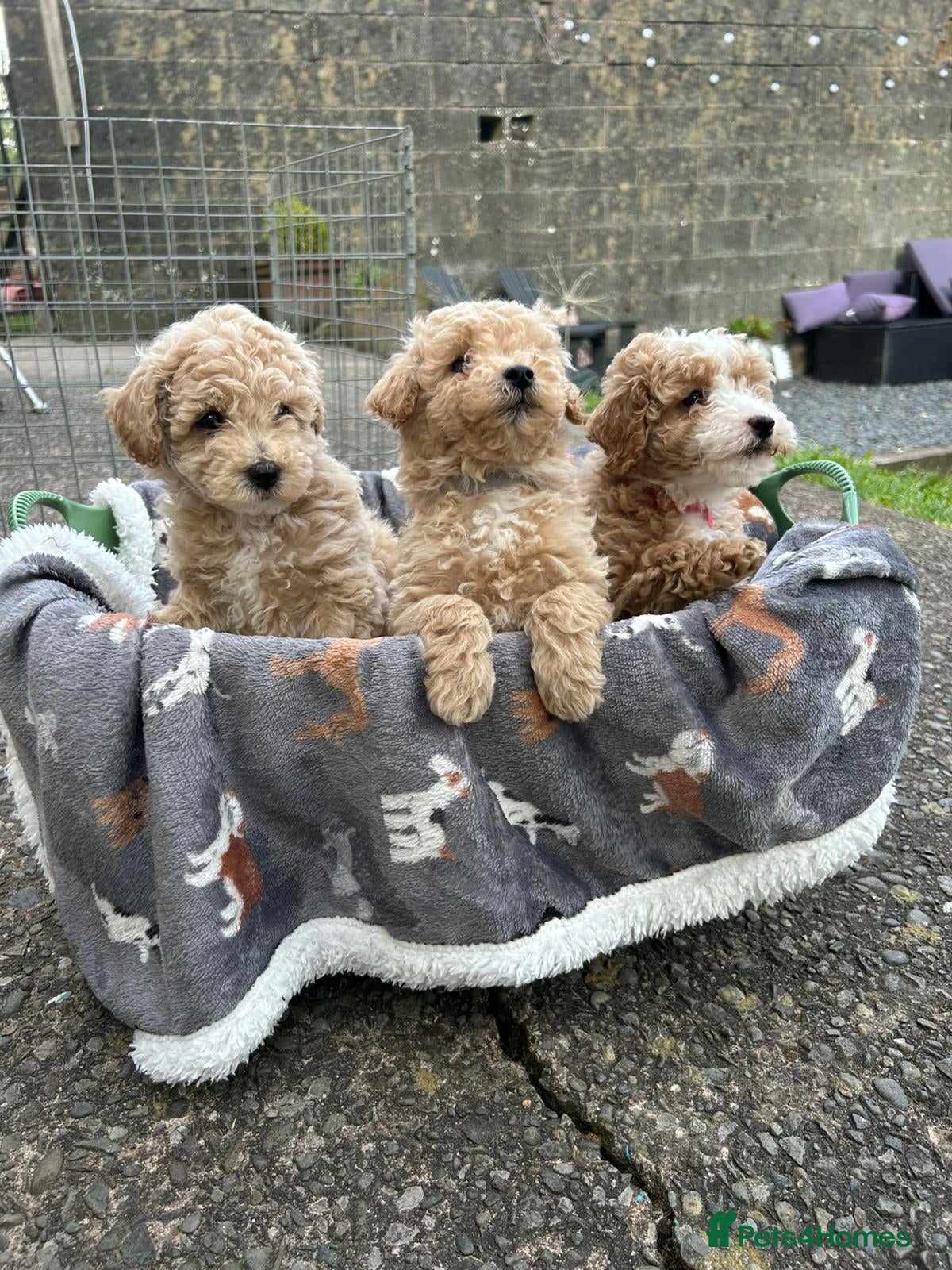 Poochon dogs Beautiful poochon puppies  - Advert 1
