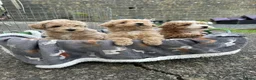 Poochon dogs for sale: Beautiful poochon puppies  in Corwen - Advert 1